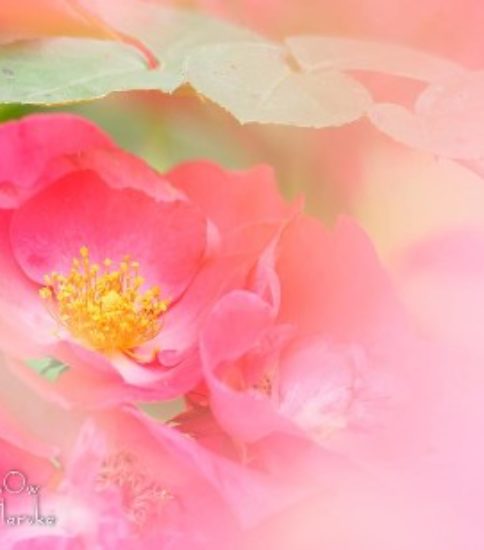 赤、のある花景色