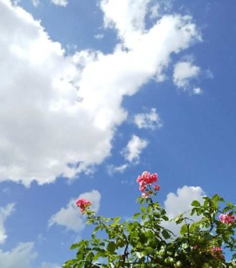 青空とバラと