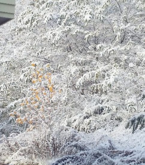 初雪便り